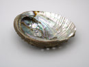 Abalone Shell