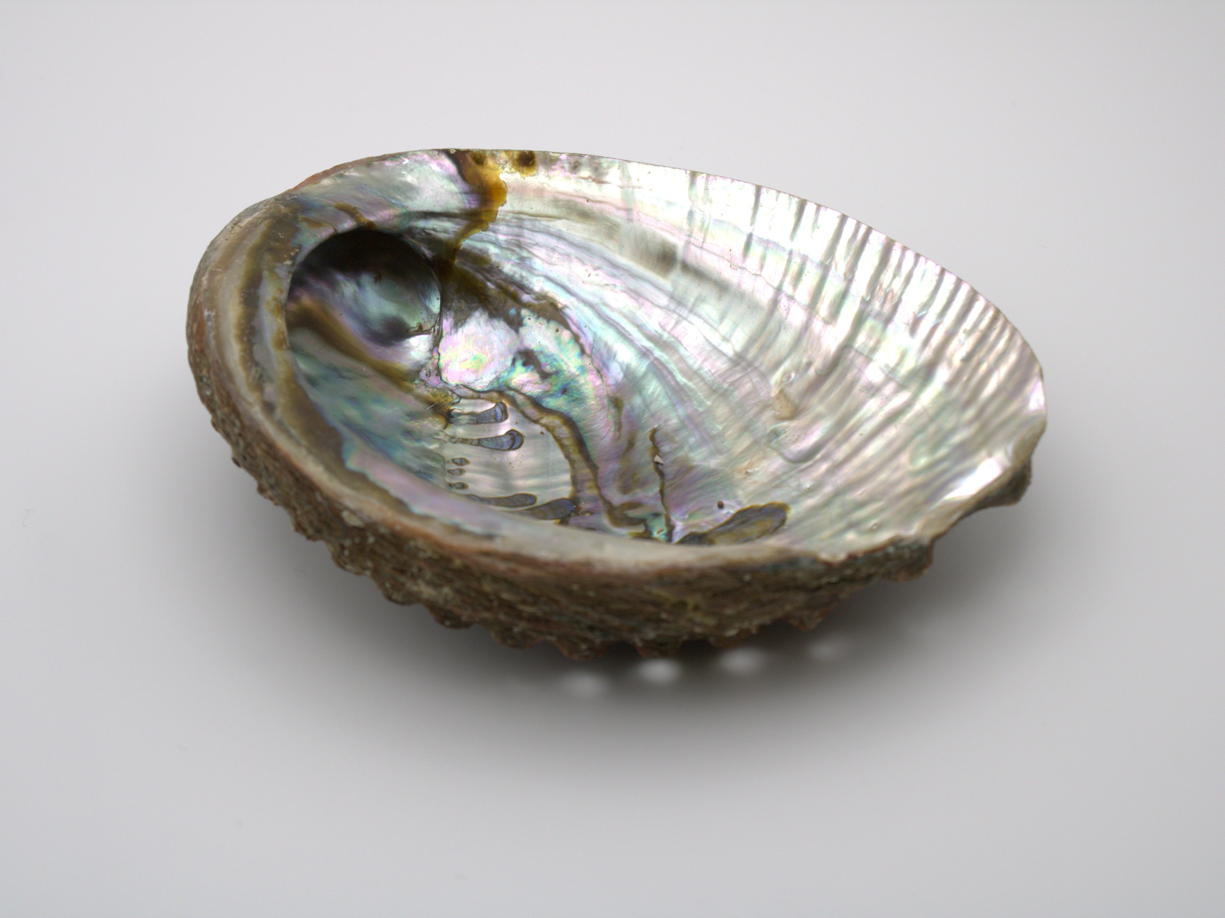 Abalone Shell