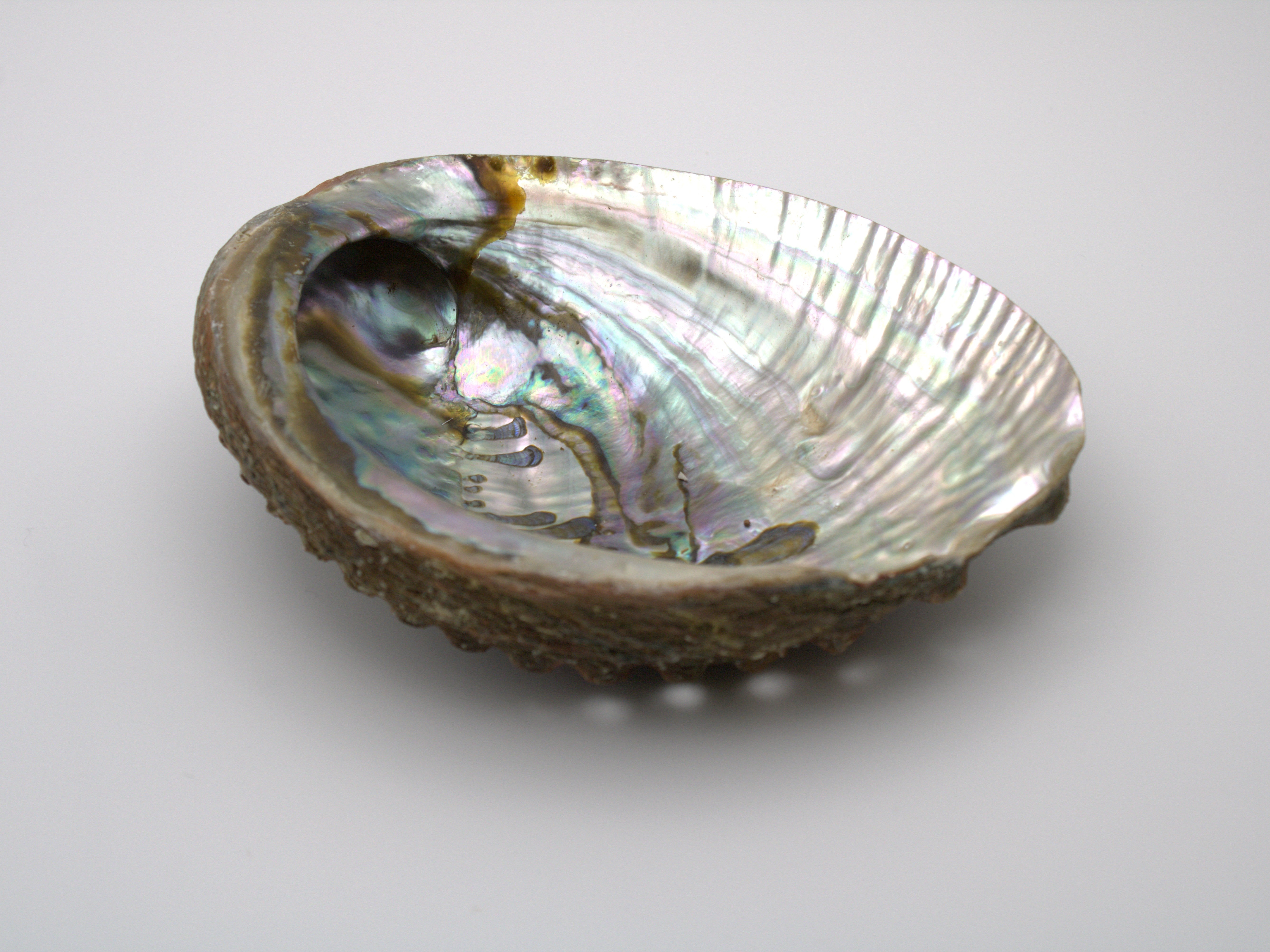 Abalone Shell
