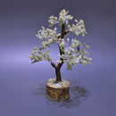 bonsai tree of life